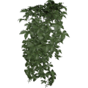 Virginia_Creeper_0203