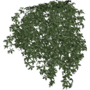 Virginia_Creeper_0204