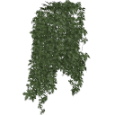 Virginia_Creeper_0205