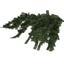 Juniperus_creeping_010101