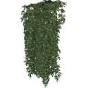 Virginia_Creeper_0206