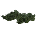 Juniperus_creeping_010102
