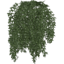 Virginia_Creeper_0207