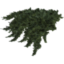 Juniperus_creeping_010201