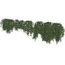 arranged_Virginia_Creeper_0201