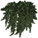 Juniperus_creeping_010301