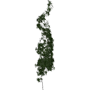 Virginia_creeper_0501