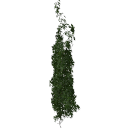 Virginia_creeper_0502