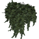 Juniperus_creeping_010401