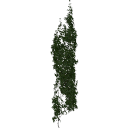 Virginia_creeper_050301