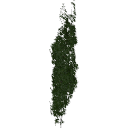 Virginia_creeper_050302