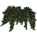 Juniperus_creeping_010501