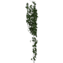 Virginia_creeper_050401
