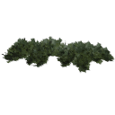 Juniperus_creeping_010502