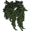 Juniperus_creeping_010601