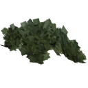 Juniperus_creeping_010602