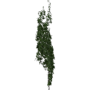 Virginia_creeper_050402