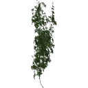 Virginia_creeper_050403