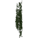 Virginia_creeper_0505