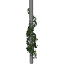 Virginia_creeper_0501_3DShaker