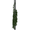 Virginia_creeper_0502_3DShaker