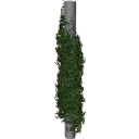 Virginia_creeper_0503_3DShaker