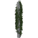 Virginia_creeper_0504_3DShaker