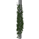 Virginia_creeper_0505_3DShaker