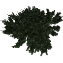 Juniperus_creeping_0201.001
