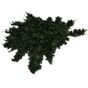 Juniperus_creeping_0202.001
