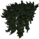 Juniperus_creeping_0203.001