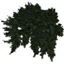Juniperus_creeping_0204.001