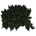 Juniperus_creeping_0205.001
