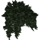 Juniperus_creeping_0206.001