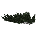 Juniperus_creeping_0207.001