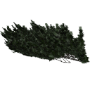 Juniperus_creeping_0208.001