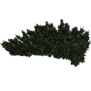 Juniperus_creeping_0209.001