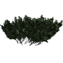 Juniperus_creeping_0210.001