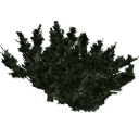Juniperus_creeping_0211.001