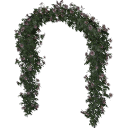 Rose_Climbing_01