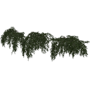 arranged_Stephanandra_collection_01_3DShaker