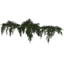 arranged_Stephanandra_collection_02_3DShaker