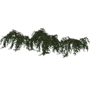 arranged_Stephanandra_collection_03_3DShaker