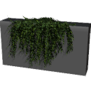 Ivy01_01on a wall