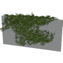 Virginia_Creeper_0301