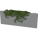 Virginia_Creeper_0302