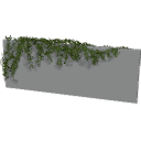 Virginia_Creeper_0303