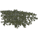 Jasminum_creeping_0101
