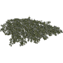Jasminum_creeping_0102