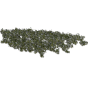 Jasminum_creeping_0103